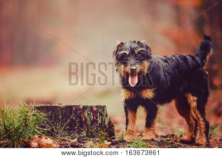 German hunting terrier in the fall forest