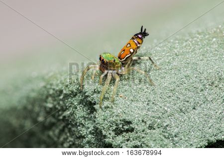 peacock spider, Jumping spider closeup macro photo find a way