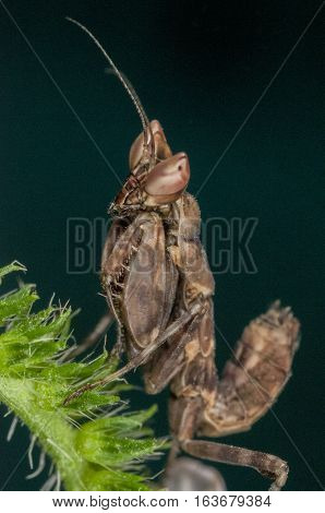 praying mantis brown to black color on green leaf