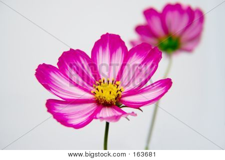 Cosmos