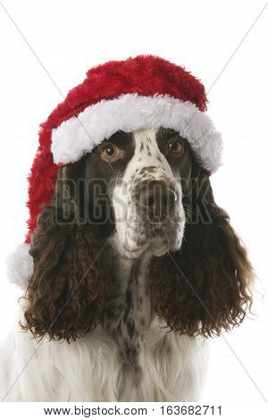 English Springer Spaniel in stdio - Christmas dog
