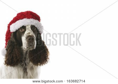 English Springer Spaniel in stdio - Christmas dog
