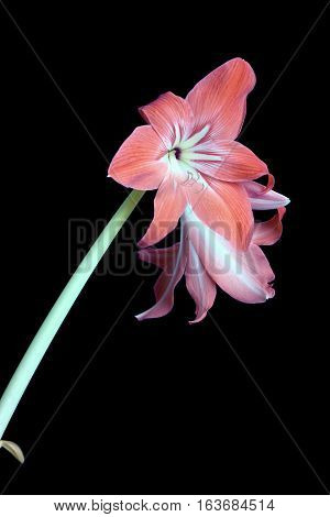 Pink zephyr flower blossom isolated on black background closeup. Vertical photo