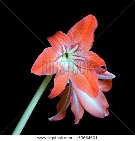 Zephyranthes flower blossom isolated on black background closeup