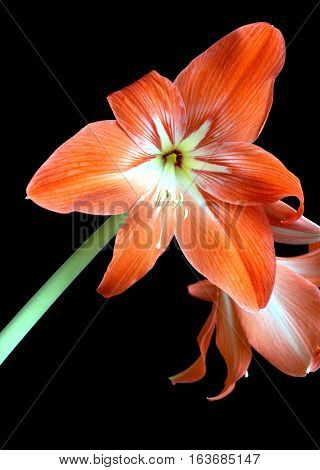 Zephyranthes flower blossom isolated on black background closeup