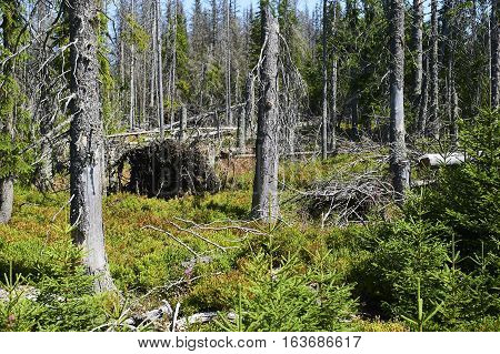 Forest dieback by bark beetle infestations and Kyrill storm, Bavarian Forest - Sumava National Park border. Dead trees. Germany - Czech Republic
