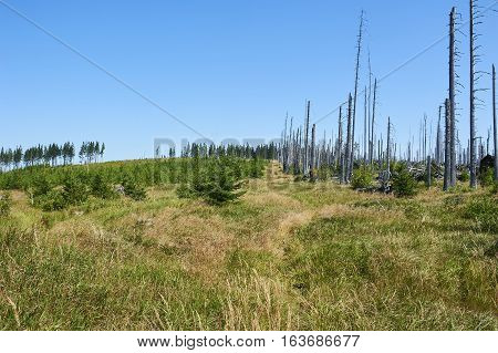 Forest dieback by bark beetle infestations and Kyrill storm, Bavarian Forest - Sumava National Park border. Dead trees. Germany - Czech Republic