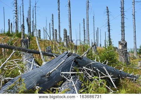 Forest dieback by bark beetle infestations and Kyrill storm, Bavarian Forest - Sumava National Park border. Dead trees. Germany - Czech Republic