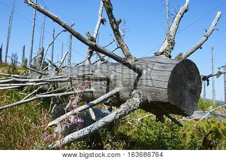 Forest dieback by bark beetle infestations and Kyrill storm, Bavarian Forest - Sumava National Park border. Dead trees. Germany - Czech Republic