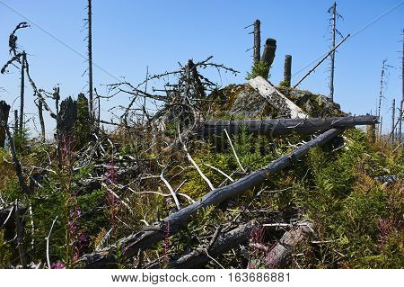 Forest dieback by bark beetle infestations and Kyrill storm, Bavarian Forest - Sumava National Park border. Dead trees. Germany - Czech Republic