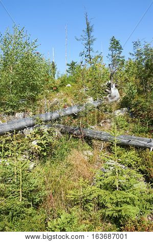 Forest dieback by bark beetle infestations and Kyrill storm, Bavarian Forest - Sumava National Park border. Dead trees. Germany - Czech Republic