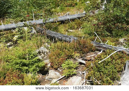 Forest dieback by bark beetle infestations and Kyrill storm, Bavarian Forest - Sumava National Park border. Dead trees. Germany - Czech Republic