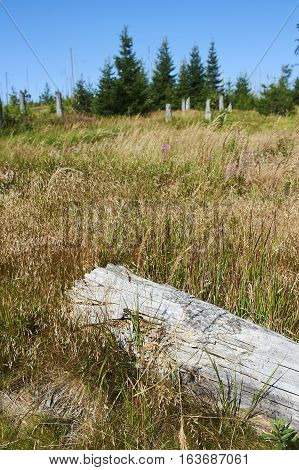 Forest dieback by bark beetle infestations and Kyrill storm, Bavarian Forest - Sumava National Park border. Dead trees. Germany - Czech Republic
