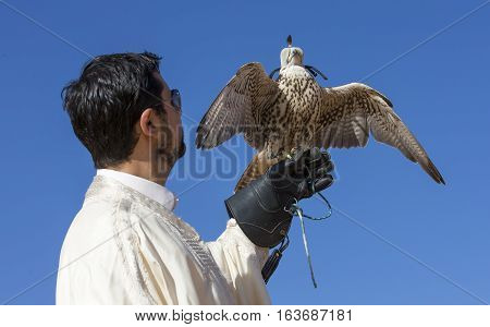 Tunisian man with a seaker falcon in a desert at sunrise