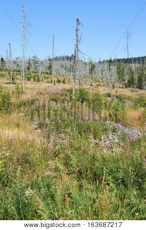 Forest dieback by bark beetle infestations and Kyrill storm, Bavarian Forest - Sumava National Park border. Dead trees. Germany - Czech Republic