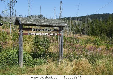 Forest dieback by bark beetle infestations and Kyrill storm, Bavarian Forest - Sumava National Park border. Dead trees. Germany - Czech Republic
