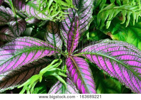 Persian Shield Strobilanthes Dyeranus Acanthaceae