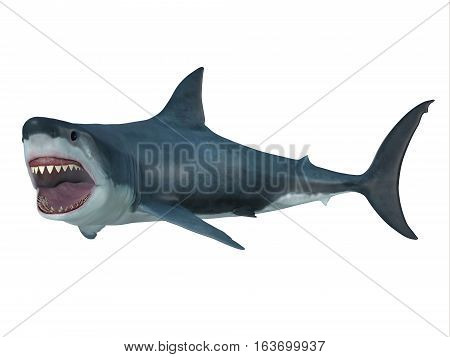 Great White Shark Left Turn 3D illustration - The Great White Shark is the largest predatory shark in the ocean and can grow to 26 feet and can live for 70 years.