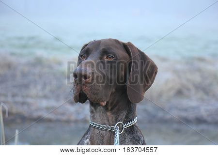 German Shorthaired Pointer two year old male brown and white