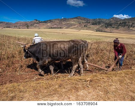 People With Oxen