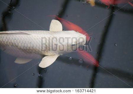 Big White Koi Fish In Black Pond