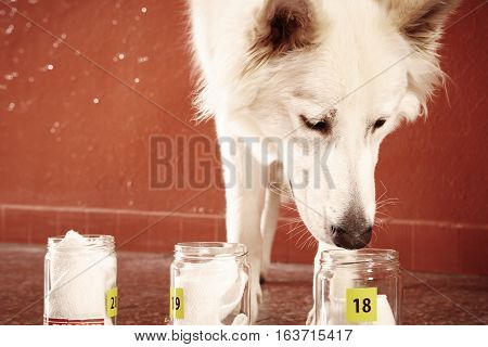 Research of odor traces by police dog on location
