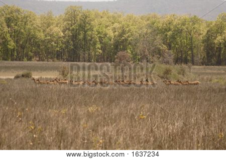 Barasingha sentito