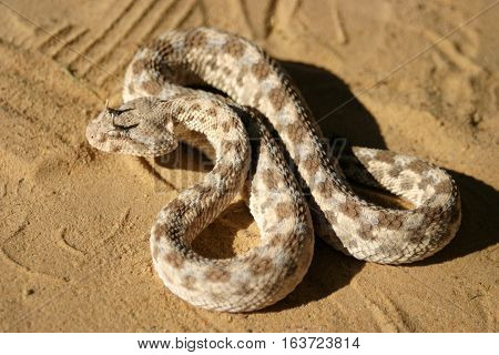 African Saharan Horned Viper In The Sand