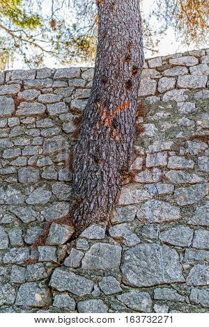 Fort St. John detail of the pine tree growing through the wall, architectural monument of the Sibenik Croatia.