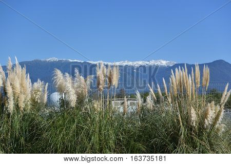 Pampas grass or cortaderia in the Sochi Russia
