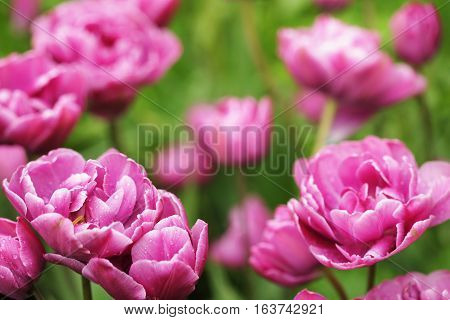 Pink Peony flowers, beautiful pink  peony flowers in full bloom in the garden in spring