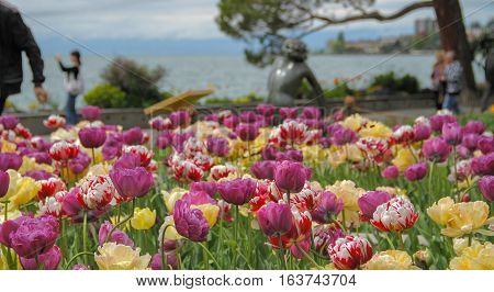 Beautiful tulips in the park near the lake