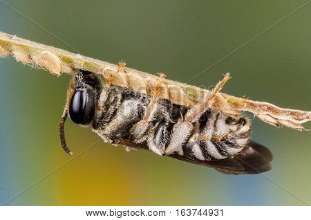 A Hoverfly on a tree limb is resting, natural background