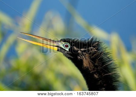 Portrait Of Male Anhinga In Breeding Colors