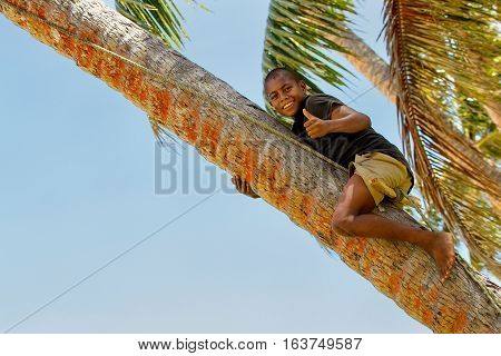 Lavena, Fiji - November 27: Unidentified Boy Climbs Palm Tree To Swing On A Rope Swing On November 2