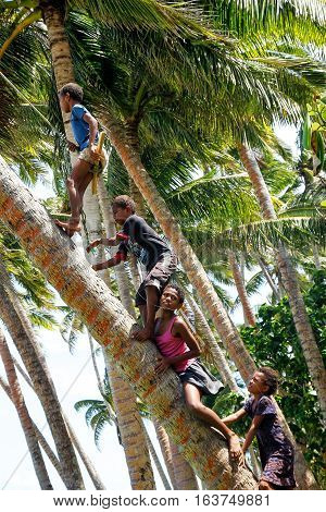 Lavena, Fiji - November 27: Unidentified Kids Climb Palm Tree To Swing On A Rope Swing On November 2
