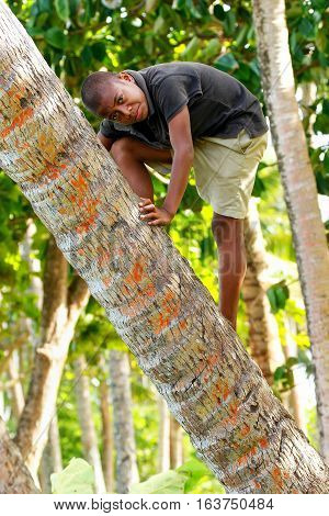 Lavena, Fiji - November 27: Unidentified Boy Climbs Palm Tree To Swing On A Rope Swing On November 2