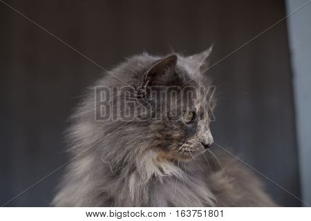 Close Up Of Cat