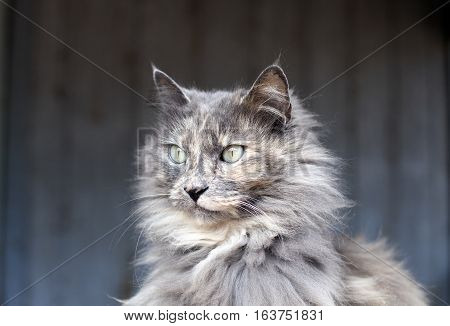 Close Up Of Cat