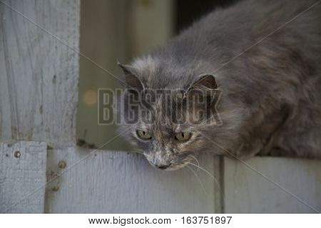 Gray Cat