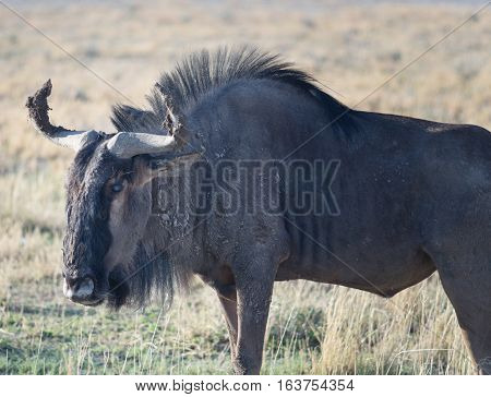 an image of an antelope gnu in Africa