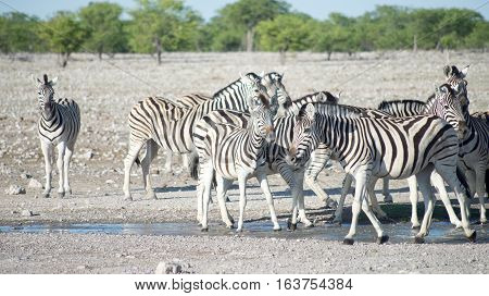 Zebras In Africa