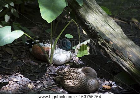 American wigeon ducks (Anas americana) protecting their beaks and necks while resting