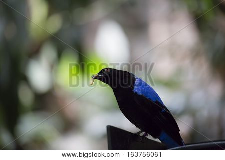 Asian fairy bluebird (Irena puella) eating a grub