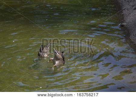 American Black Hen