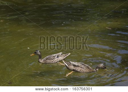 American Black Hens