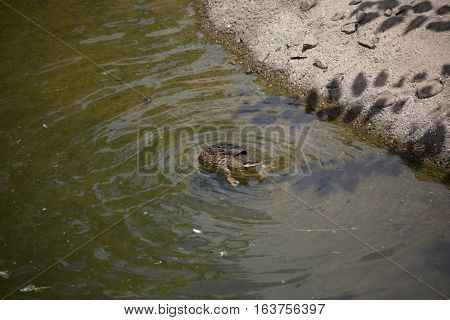 American black hen (Anas rubripes) diving for food