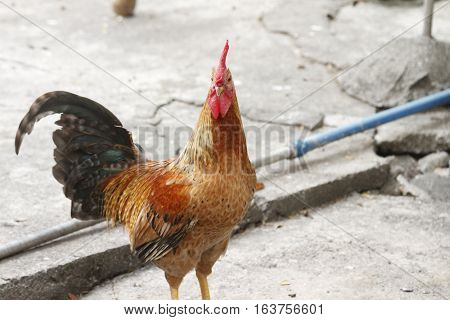 Asian  Sleek Rooster standing tall and proud