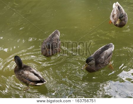 American Black Hens