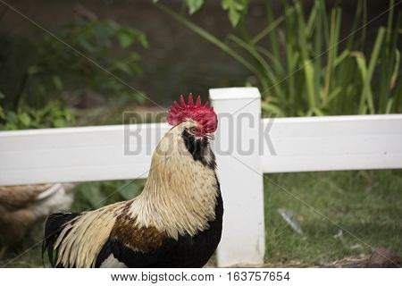 Close up of a profile of Faverolle rooster